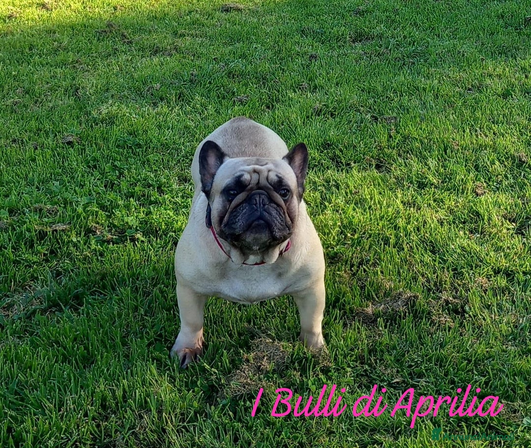 Bulldog Francese cani in vendita: BULLDOG FRANCESE  a Provincia di Latina - Immagine 4
