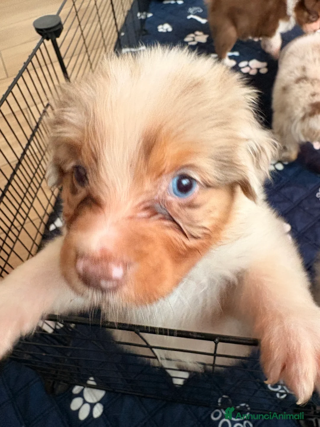 Australian Shepherd cani in vendita: Aussie - Annuncio 9