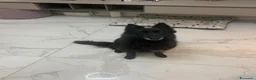 Pastore Belga cani in regalo: In regalo Pastore Belga, Sibilla, adulta  a Provincia di Piacenza - Annuncio 2