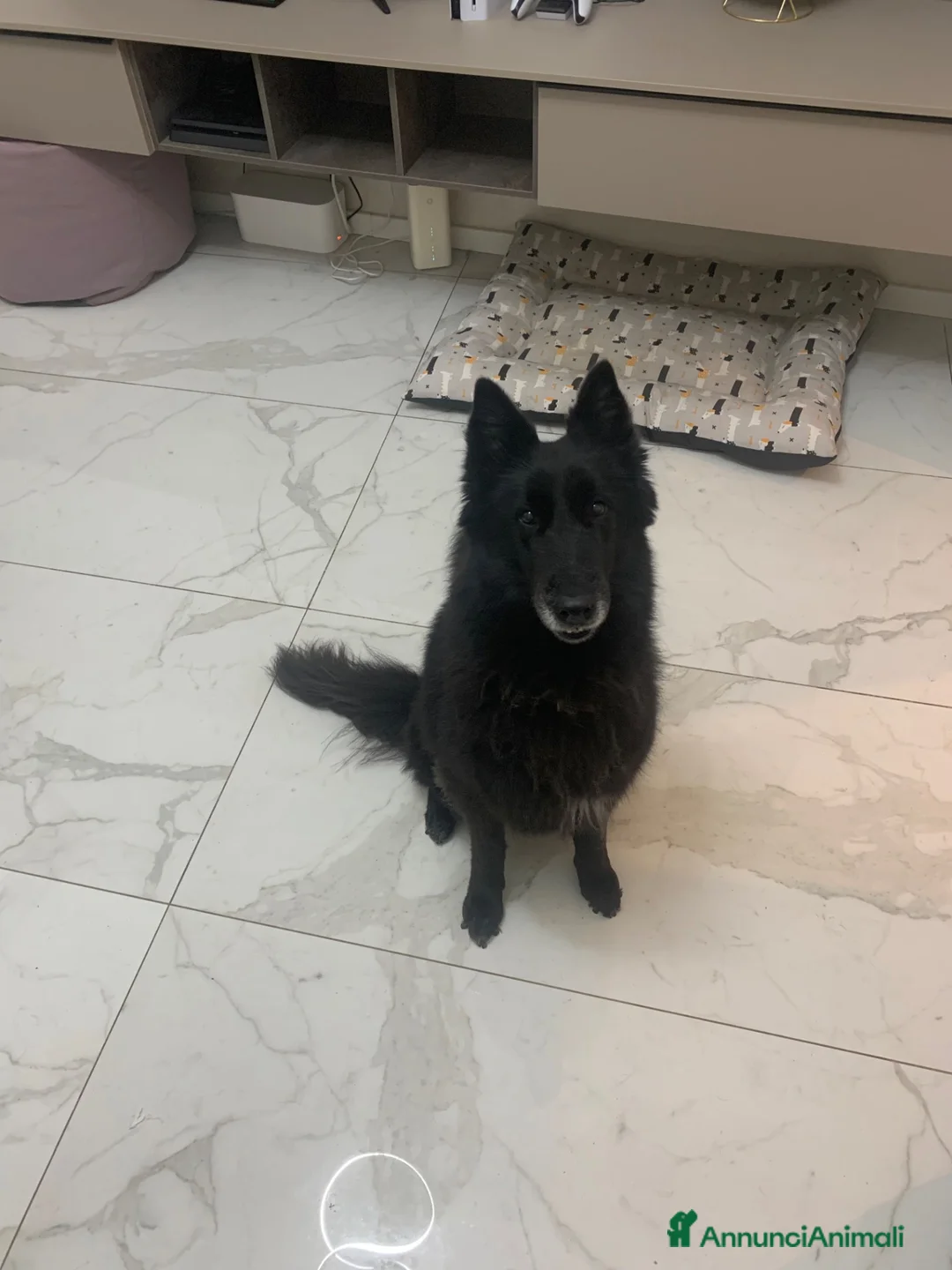 Pastore Belga cani in regalo: In regalo Pastore Belga, Sibilla, adulta  a Provincia di Piacenza - Annuncio 2