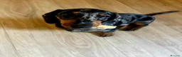 Bassotto cani in vendita: BASSOTTO Bellissimo cucciolo  - Annuncio 2