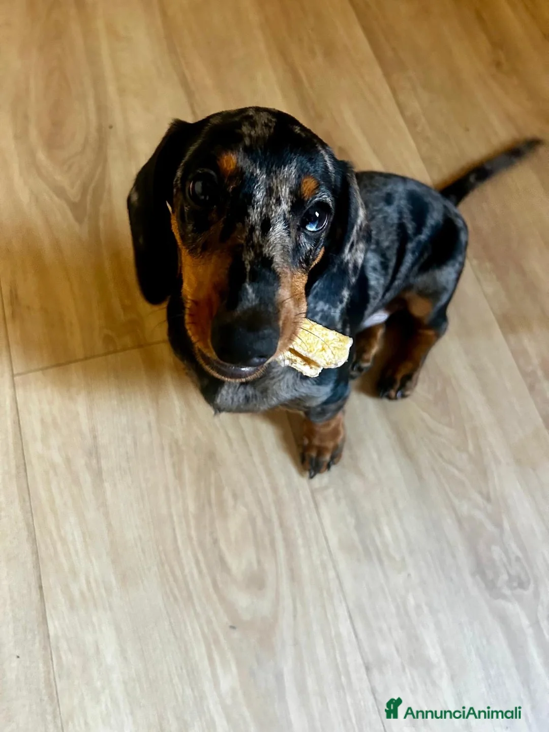 Bassotto cani in vendita: BASSOTTO Bellissimo cucciolo  - Annuncio 2