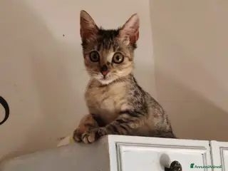 Meticcio gatti Aria, neanche 3 mesi, trovata in strada - Annuncio 3