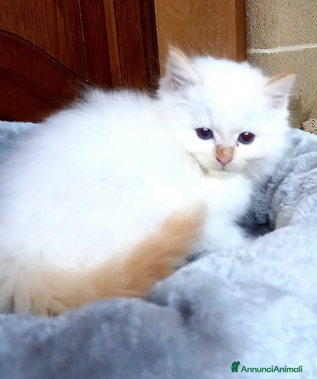 Sacro di Birmania gatti in vendita: Cuccioli Sacro di Birmania bellissimi  - Annuncio 3