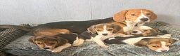 Beagle cani in vendita: Cuccioli di Beagle cercano umani per sempre! a Città metropolitana di Roma Capitale - Annuncio 10