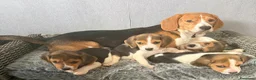 Beagle cani in vendita: Cuccioli di Beagle cercano umani per sempre! a Città metropolitana di Roma Capitale - Annuncio 10