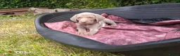 Weimaraner cani in vendita: Cuccioli Weimaraner - Annuncio 14