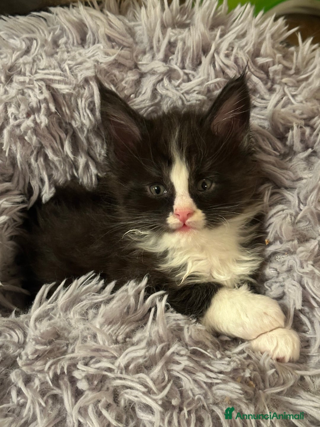 Maine Coon gatti in vendita: Gattini senza pedigree - Annuncio 5