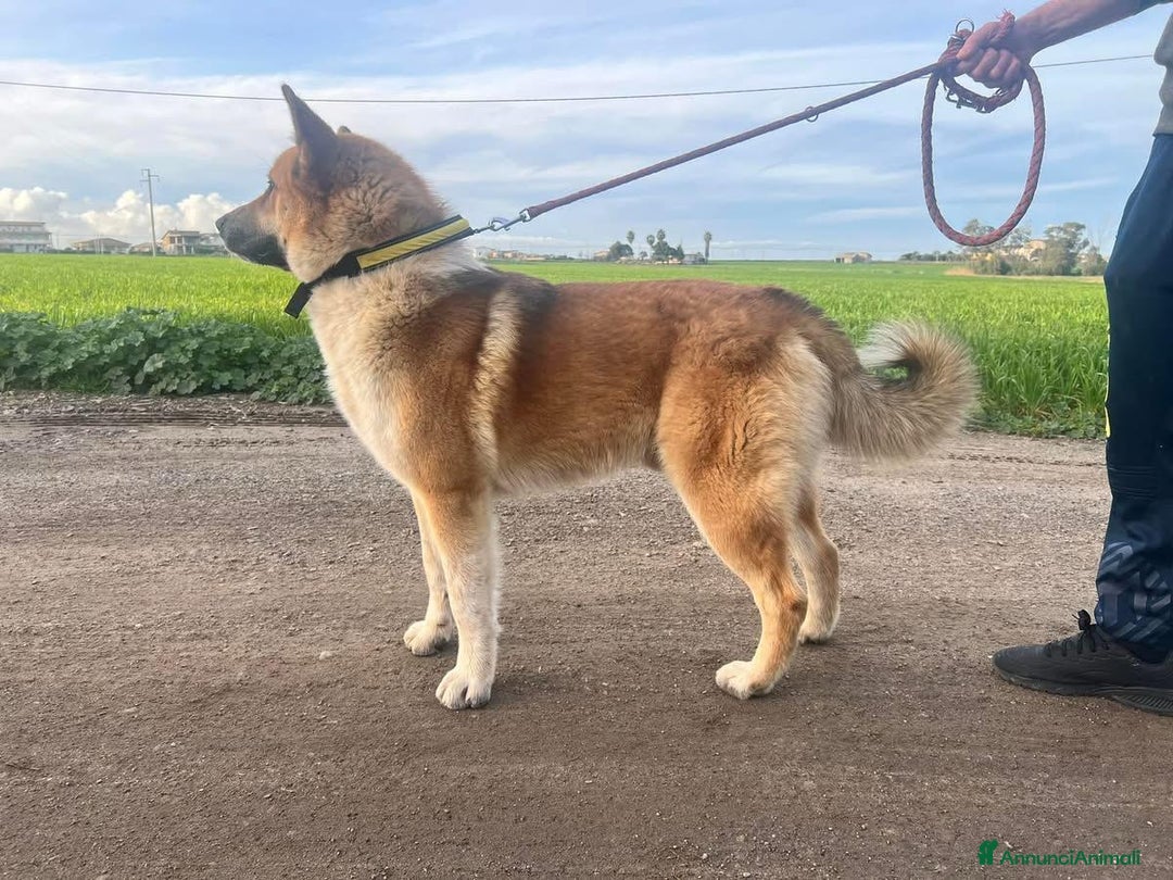 Meticcio cani in regalo: Yoshi adora la presenza degli umani a Città Metropolitana di Milano - Annuncio 3