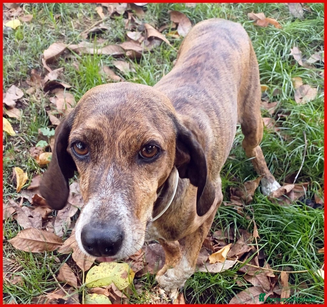 Segugio Maremmano cani in regalo: AIUTO PER SVITOL SEGUGIETTA 5 ANNI STA MEGLIO MA  a Città metropolitana di Milano - Annuncio 10