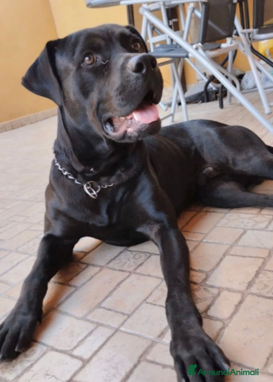 Meticcio cani in regalo: Simil Corso splendido dimenticato in rifugio.PV  - Annuncio 1