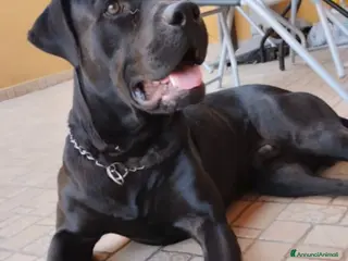 Meticcio cani Simil Corso splendido dimenticato in rifugio.PV - Annuncio 22