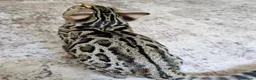 Bengala gatti in vendita: Bellissimi cuccioli di bengala - Annuncio 10