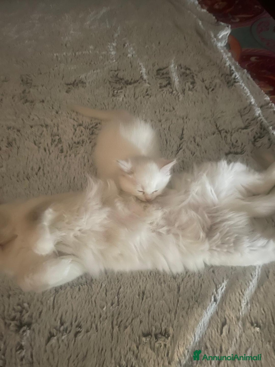 Ragdoll gatti in vendita: Ragdoll femmina  - Annuncio 10