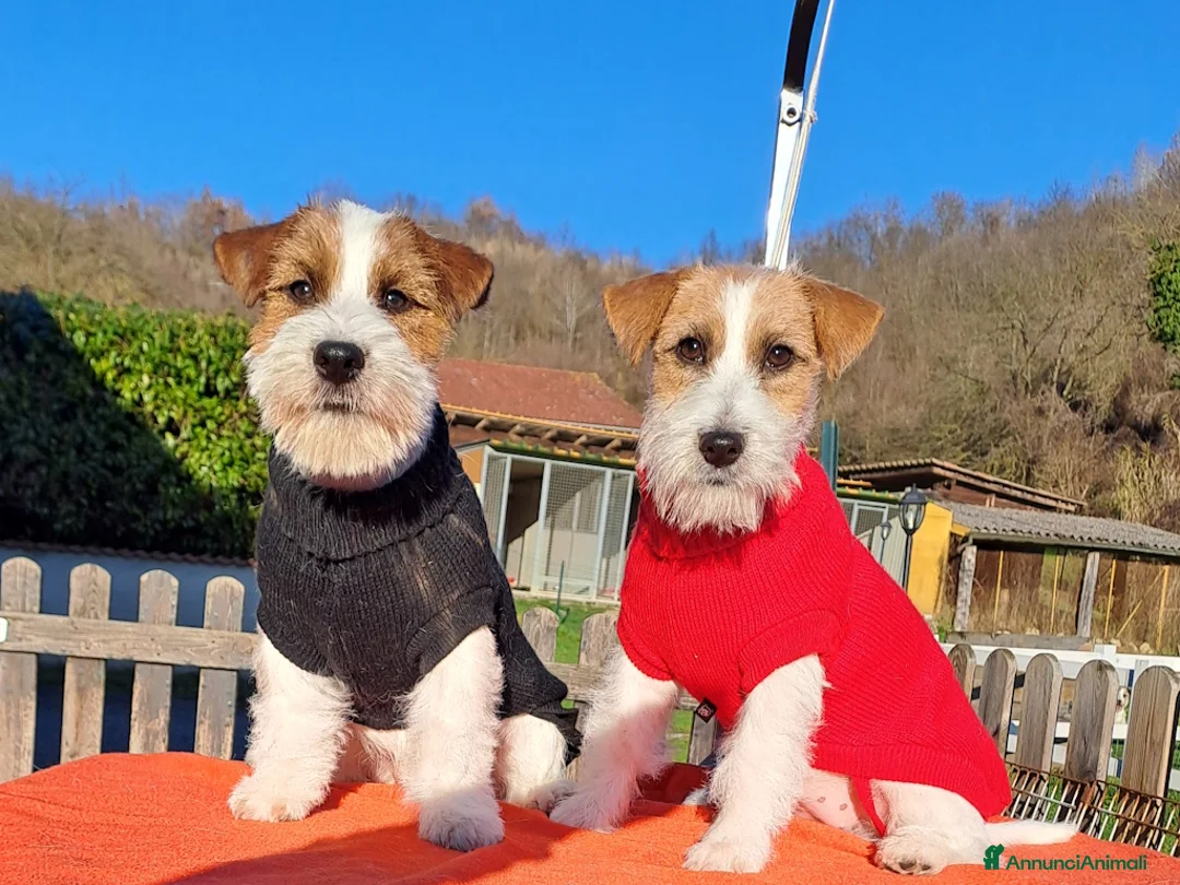 Jack Russell cani in vendita: Cucciol0 Jack ruvid0 - Annuncio 31