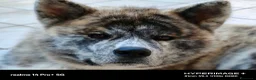 Akita Inu cani per accoppiamento: Akita inu per monta - Annuncio 2