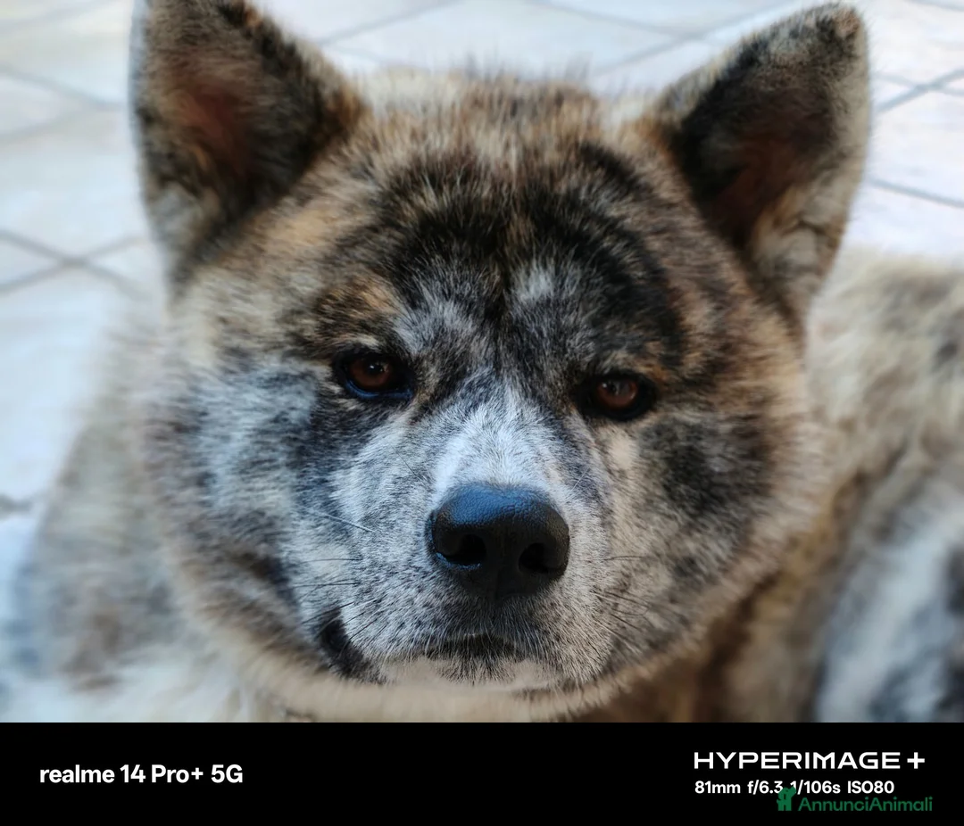 Akita Inu cani per accoppiamento: Akita inu per monta - Annuncio 2