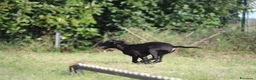Pitbull cani in vendita: Cucciola Pit Bull con pedigree anche a rate - Annuncio 15