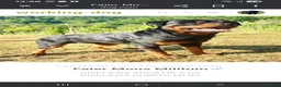 Rottweiler cani in vendita: Cuccioli Rottweiler  - Annuncio 14