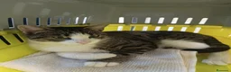 Europeo gatti in regalo: Dolcissimo gattino - Annuncio 3