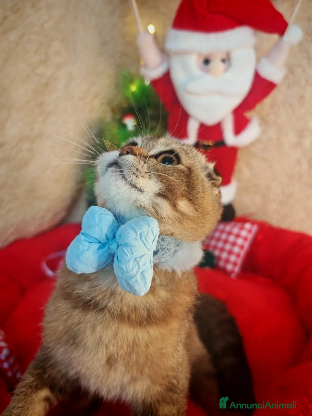 Scottish gatti in vendita: Gattino Scottish Fold - Regalo di Natale - Annuncio 3