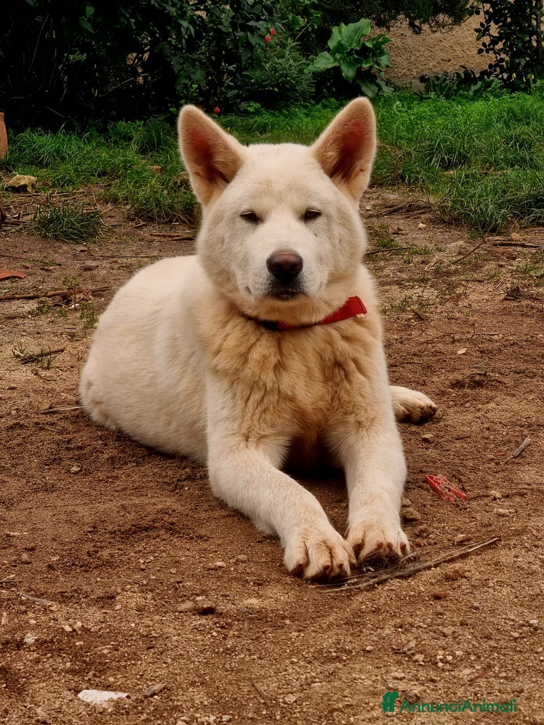 Meticcio cani in regalo: UNA MAMMA PER HIRO - Annuncio 2