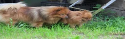 Spitz cani in vendita: Spitz Tedesco piccolo, volpino  - Annuncio 6