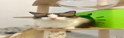 Ragdoll gatti in vendita: cuccioli di ragdoll - Annuncio 20