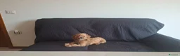 Maltipoo cani in vendita: Dolcissima cucciola di Maltipoo - Annuncio 8
