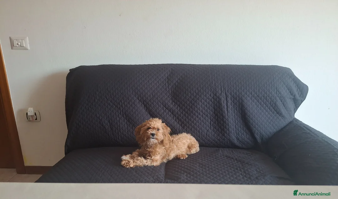 Maltipoo cani in vendita: Dolcissima cucciola di Maltipoo - Annuncio 8