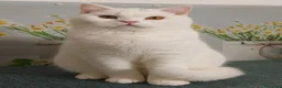 British gatti in vendita: British Shorthair Memo  - Annuncio 3