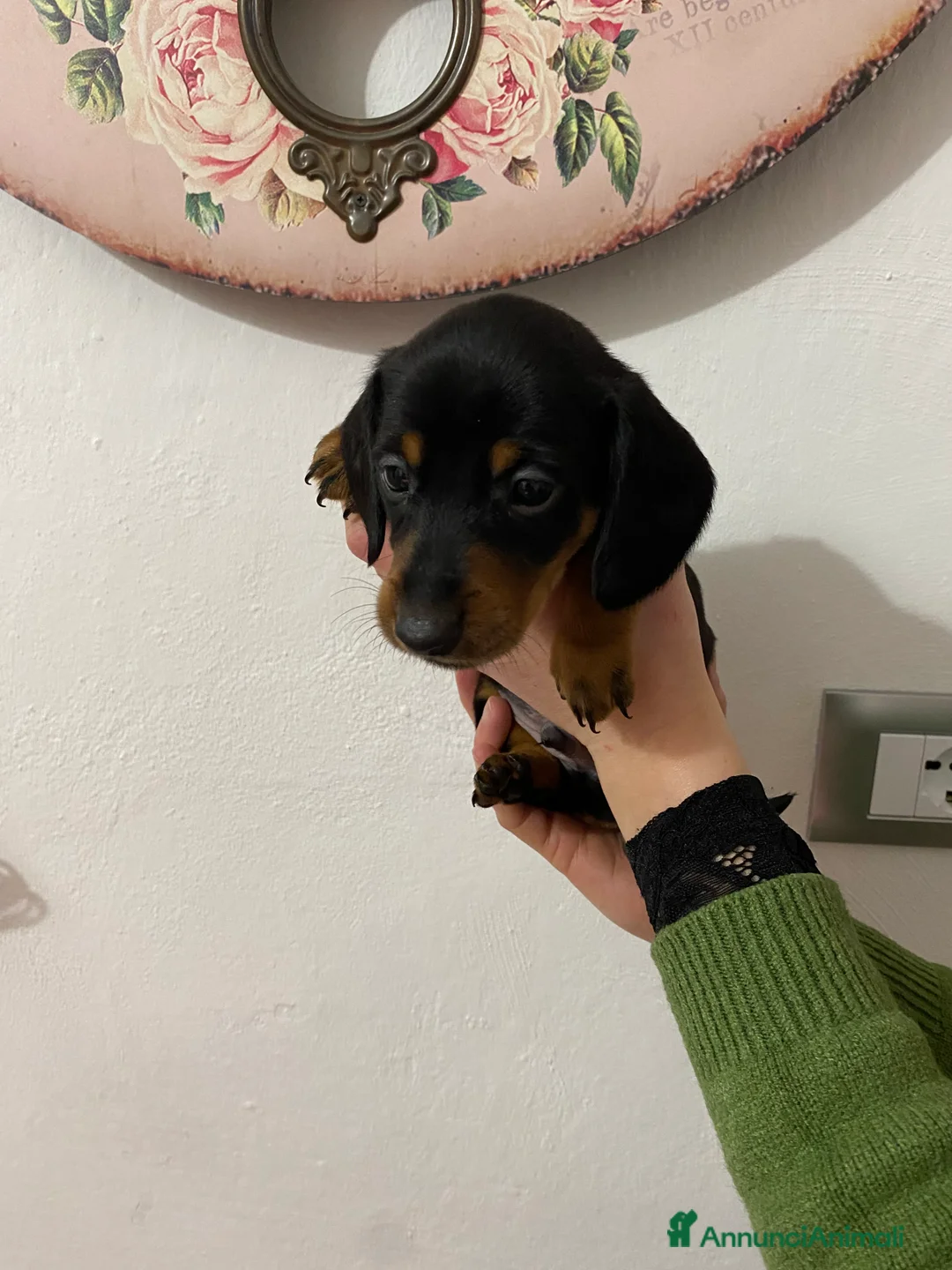 Bassotto cani in vendita: Bassotto nano tedesco - Annuncio 11