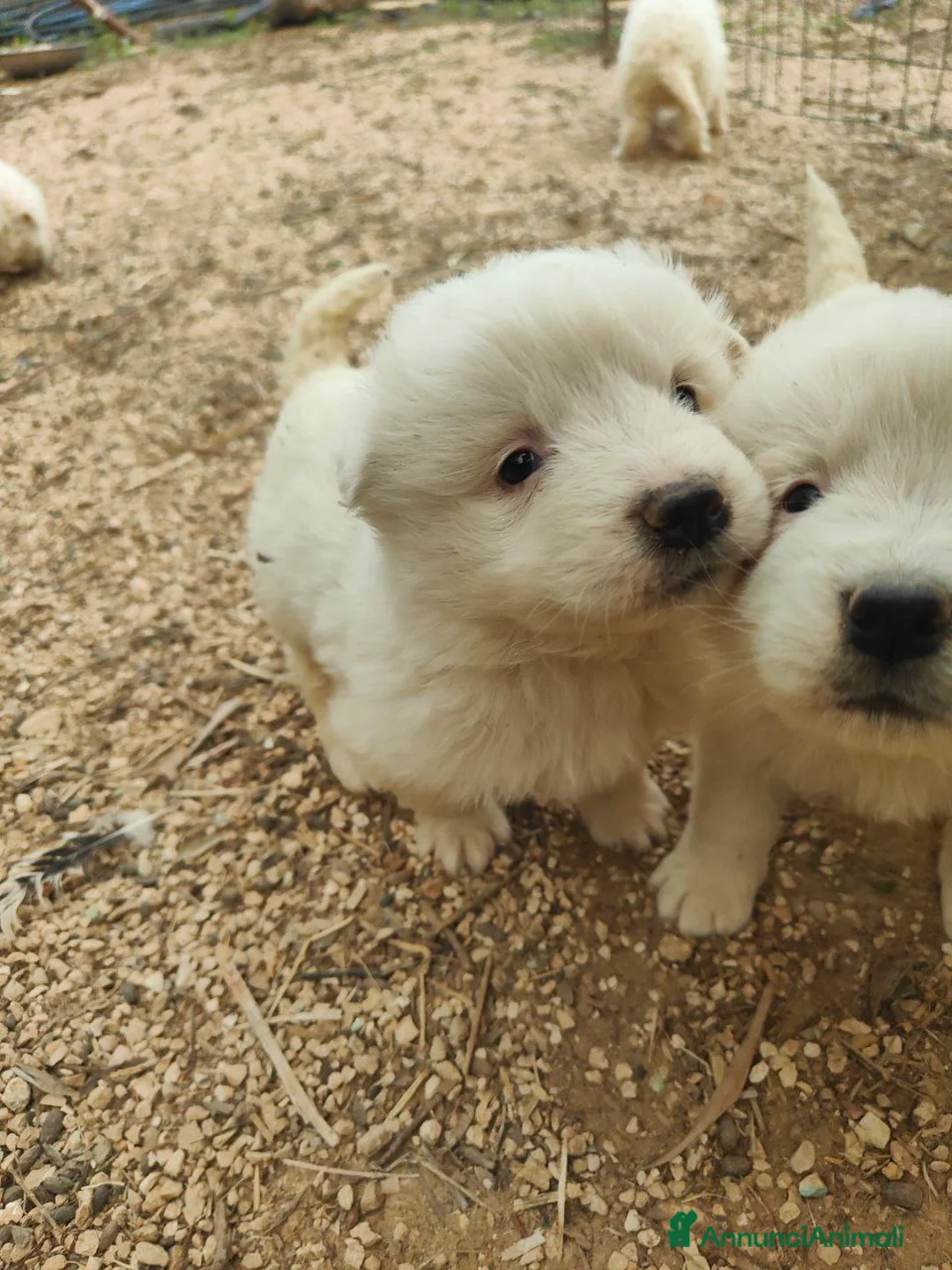 Pastore Maremmano cani in vendita: Maremmani  a Francavilla Fontana nati 30 dicembre - Annuncio 8
