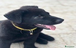 Pastore Tedesco cani in vendita: Disponibili cuccioli di pastore tedesco nero  a Provincia di Matera - Immagine 3
