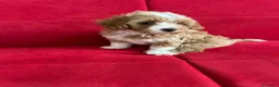 Maltipoo cani in vendita: Maltipoo  - Annuncio 4
