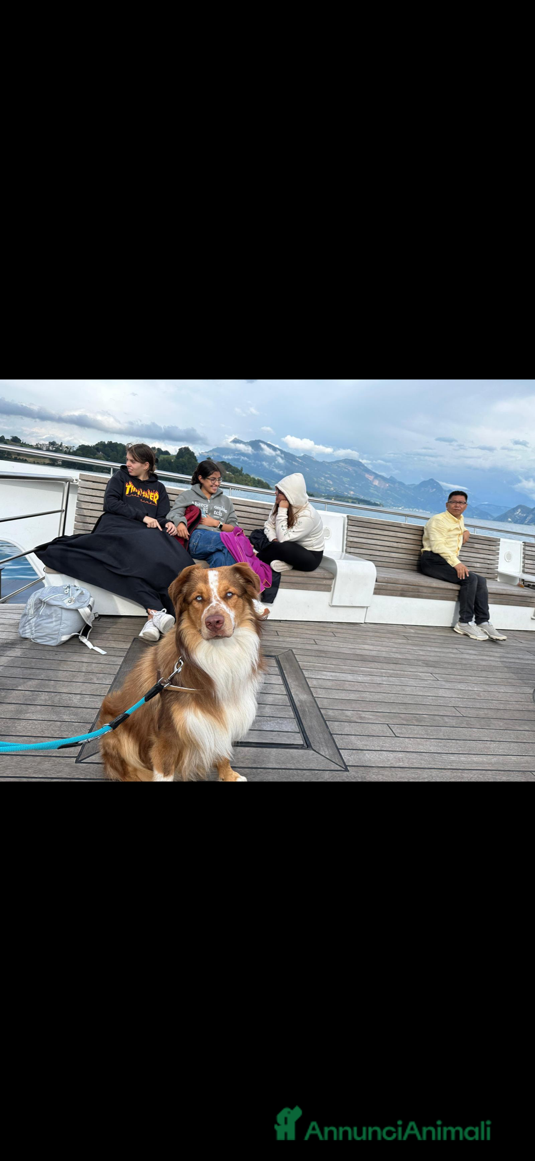 Australian Shepherd cani per accoppiamento: Pastore australiano, 3 anni, stallone - Annuncio 13