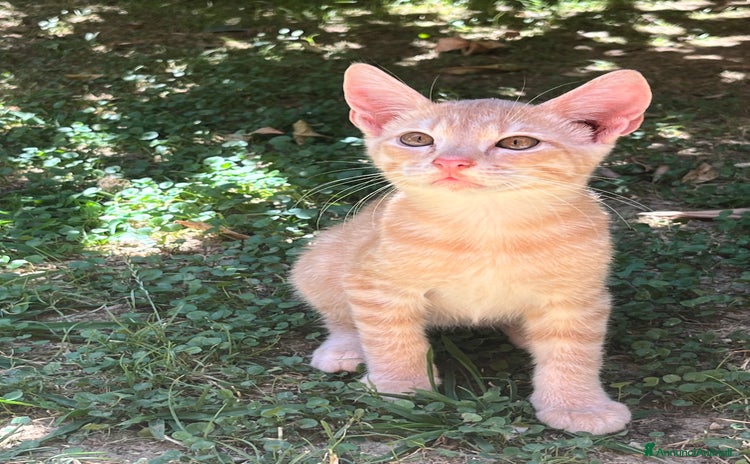 Altre razze gatti a Provincia di Cosenza - Annuncio 7