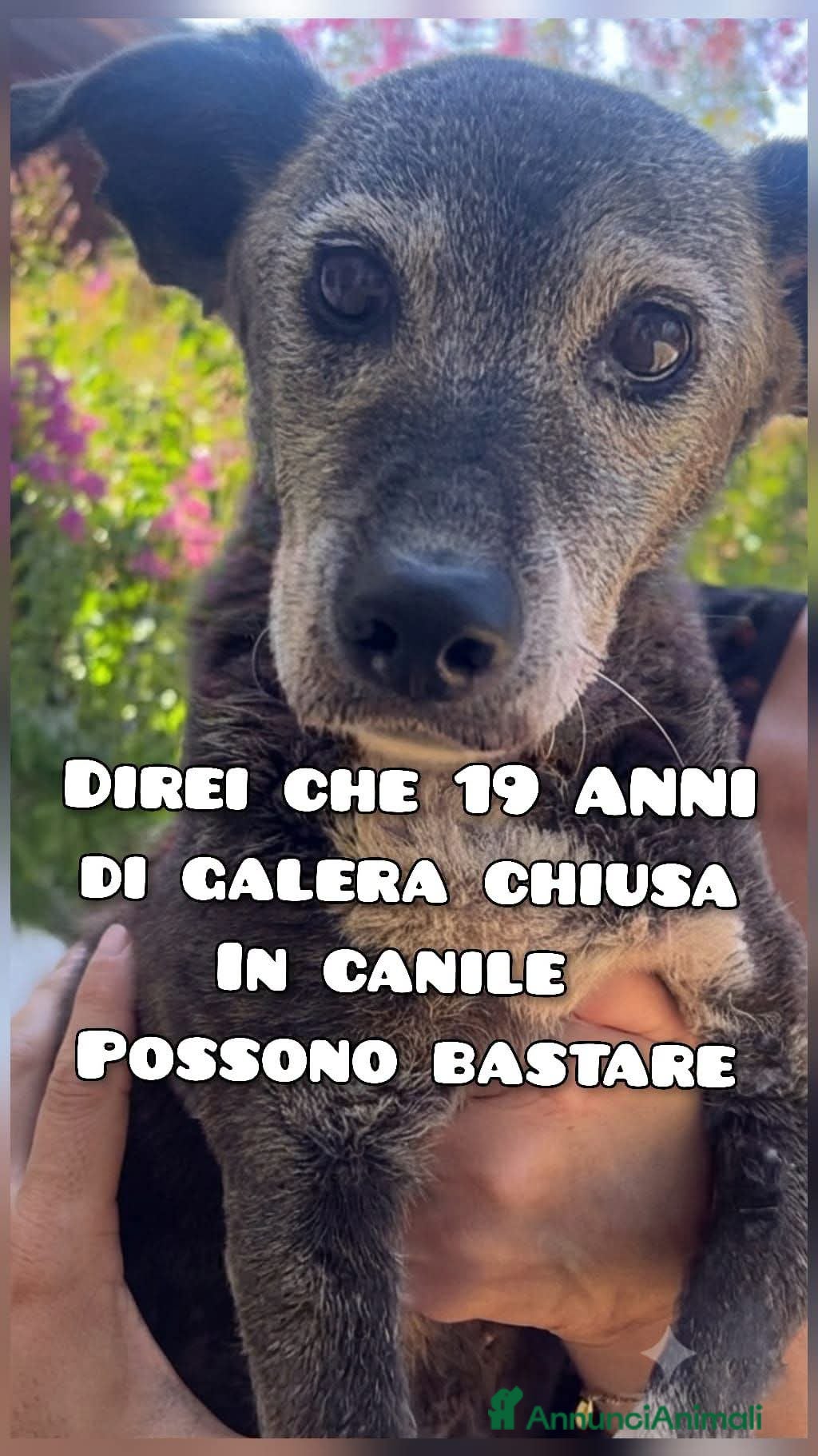 Meticcio cani Barbara - Annuncio 5
