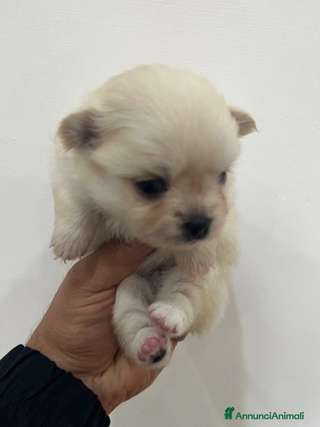 Chihuahua cani in vendita: Chihuahua  - Annuncio 7