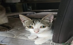 Europeo gatti in regalo: Una dolcissima gattina di tre mesi  - Immagine 5