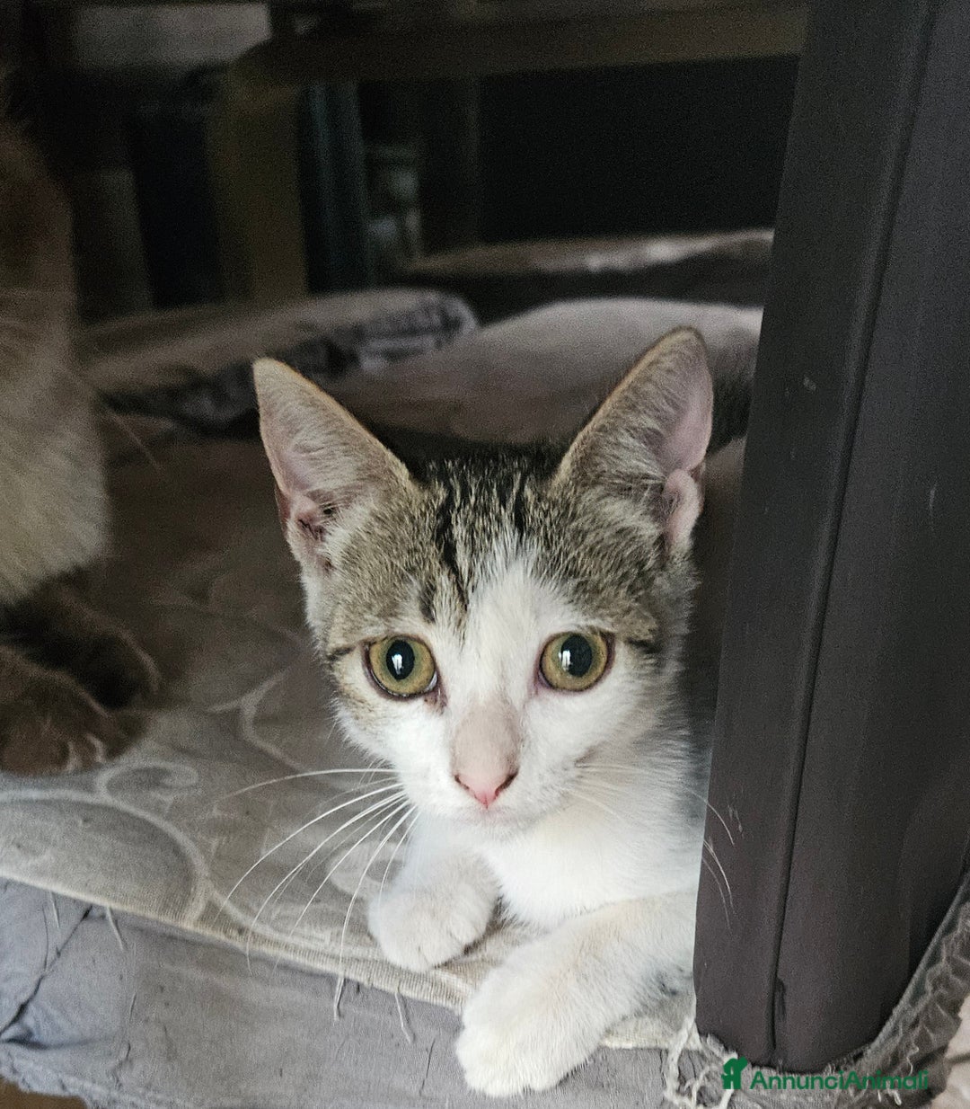 Europeo gatti in regalo: Una dolcissima gattina di tre mesi  - Immagine 5