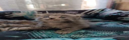 Certosino gatti in vendita: Gattini Svezzati e abituati alla lettiera  - Annuncio 14