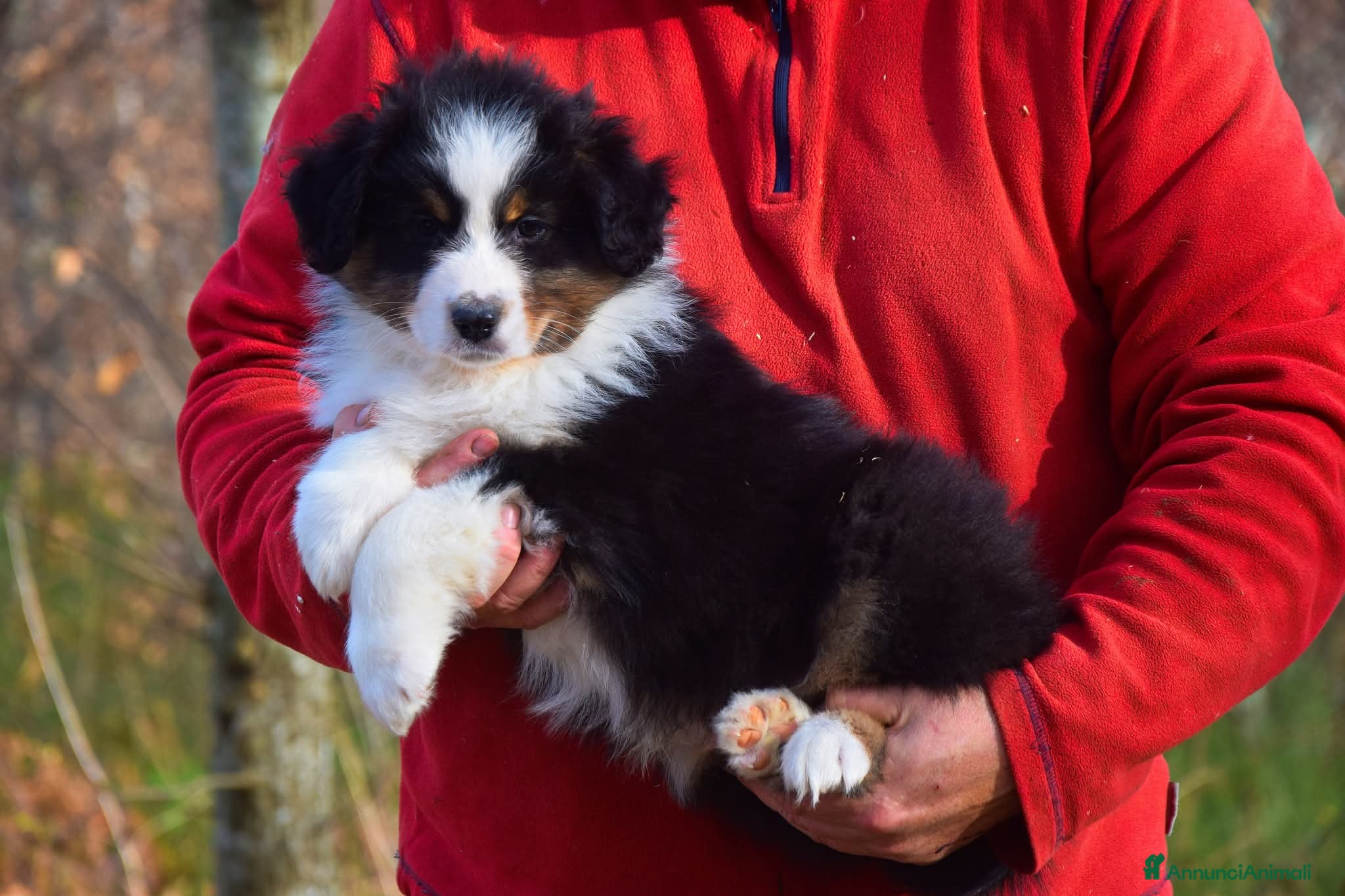 Australian Shepherd cani Cuccioli di pastore australiano pronta consegna  - Annuncio 10