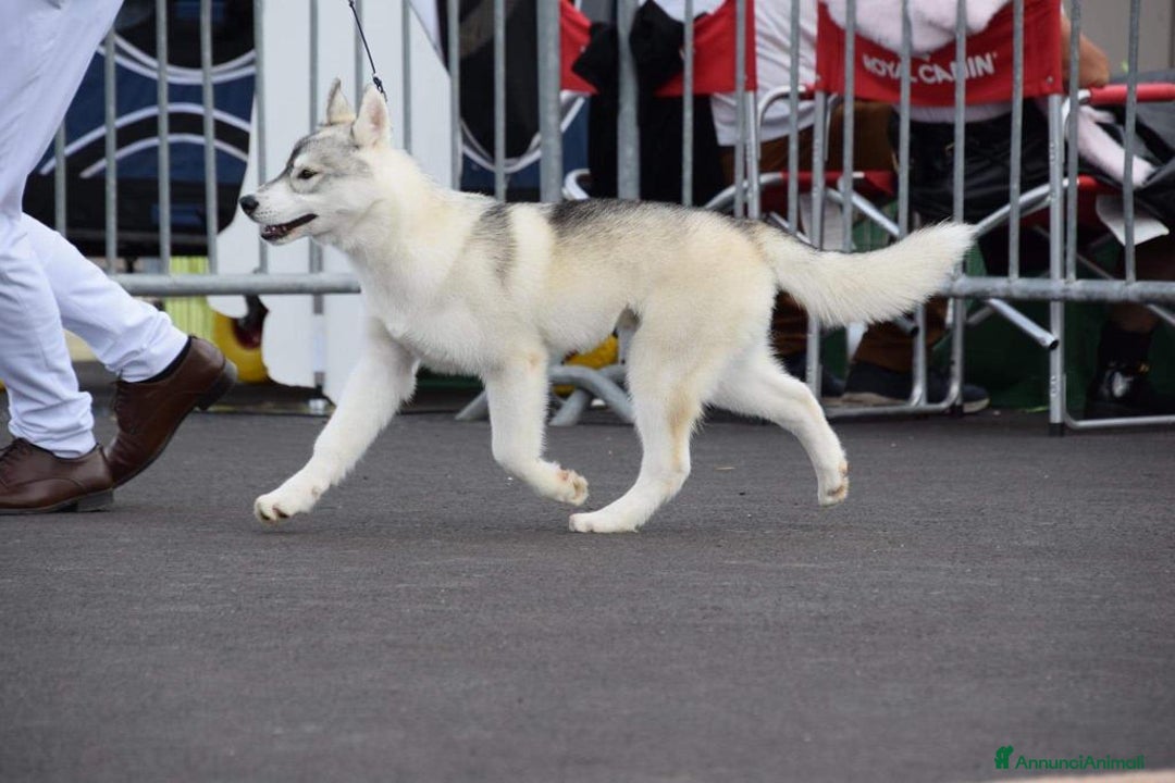 Husky cani per accoppiamento: Maschio di Siberian Husky per Monta a Provincia di Cuneo - Annuncio 3