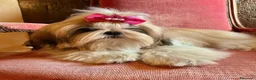 Shih Tzu cani in vendita: CUCCIOLI STUPENDI RAZZA SHIHTZU - Annuncio 2