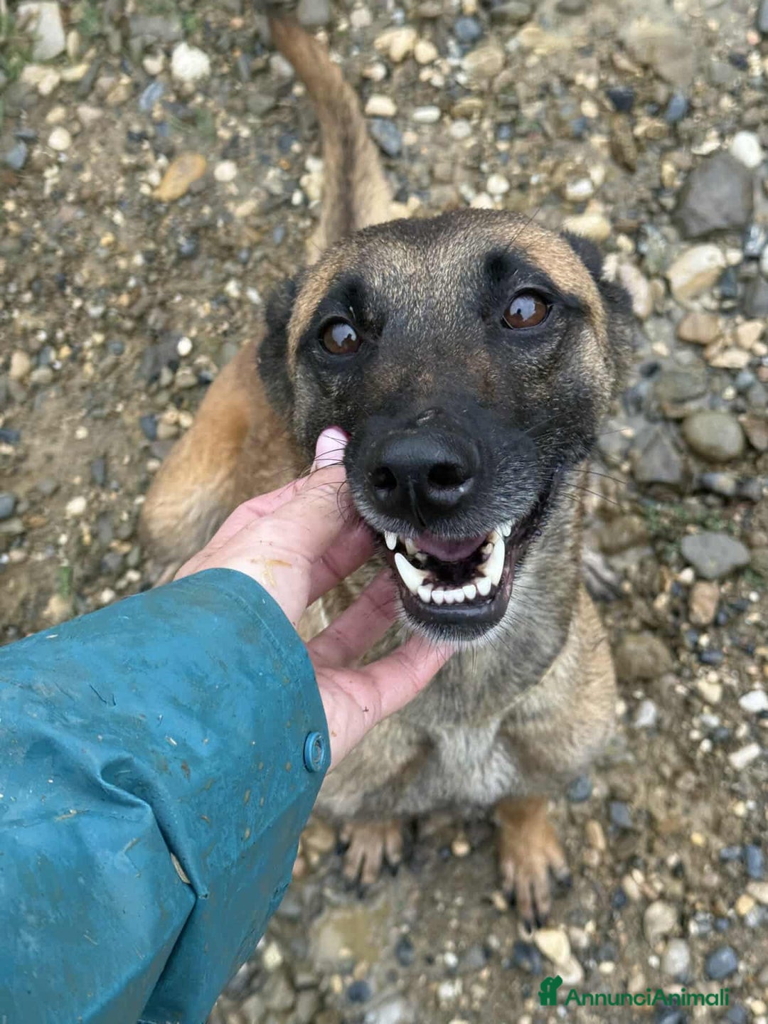 Pastore Belga cani in regalo: Splendidi PASTORI BELGA MALINOIS cercano famiglie! - Annuncio 10