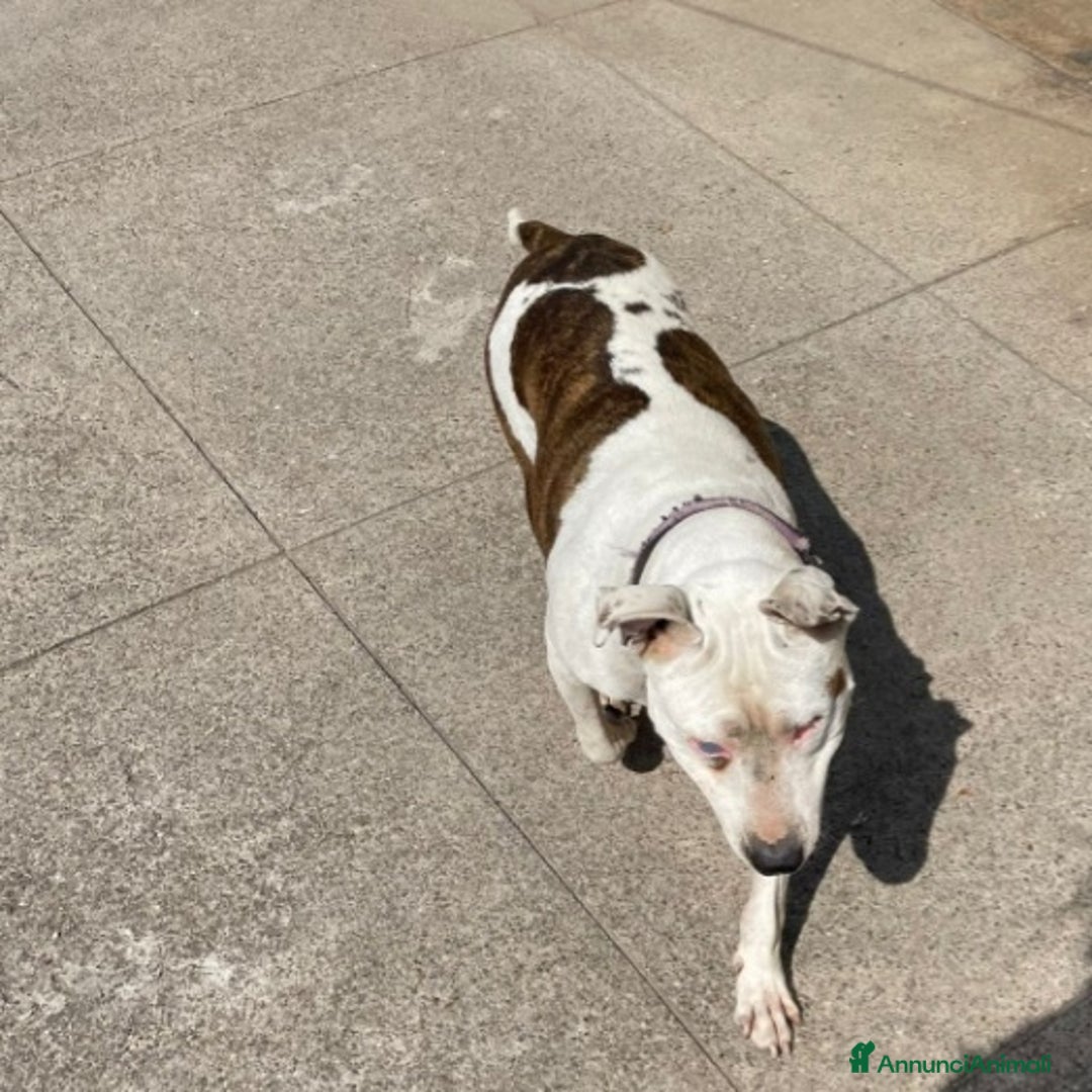 Pitbull cani in regalo: Pitbull femmina 4/5anni ha xso 1occhietto.CREMONA - Annuncio 5