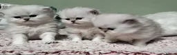 Persiano gatti in vendita: Cuccioli persiano chinchilla a Città metropolitana di Palermo - Annuncio 3