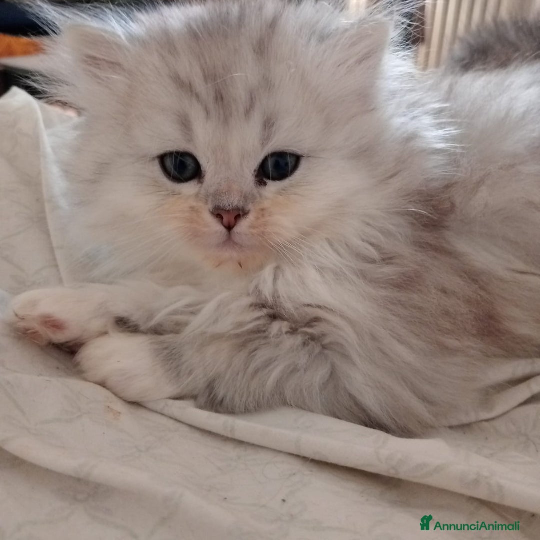 Persiano gatti in vendita: Gattini persiani normotipo  - Annuncio 19