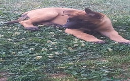 Pastore Belga cani in vendita: REX Pastore Belga Malinois,maschio con pedigree  a Provincia di Verona - Immagine 1